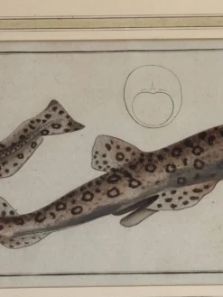 Gravure ancienne poisson – Ludwig Schmidt (XIXᵉ siècle)
