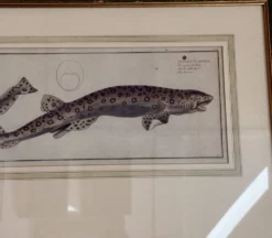 Gravure ancienne poisson – Ludwig Schmidt (XIXᵉ siècle)