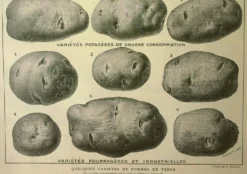 Gravure ancienne 1921 - Pomme de terre 1 par Dessertenne.- planche légumes
