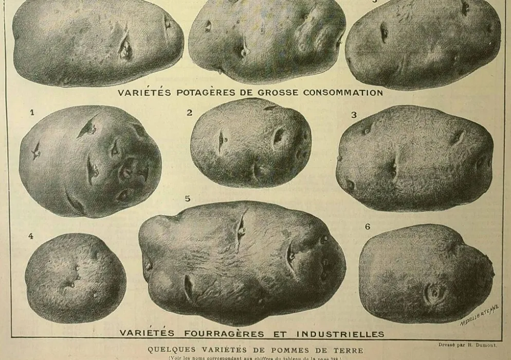 Gravure ancienne 1921 - Pomme de terre 1 par Dessertenne.- planche légumes