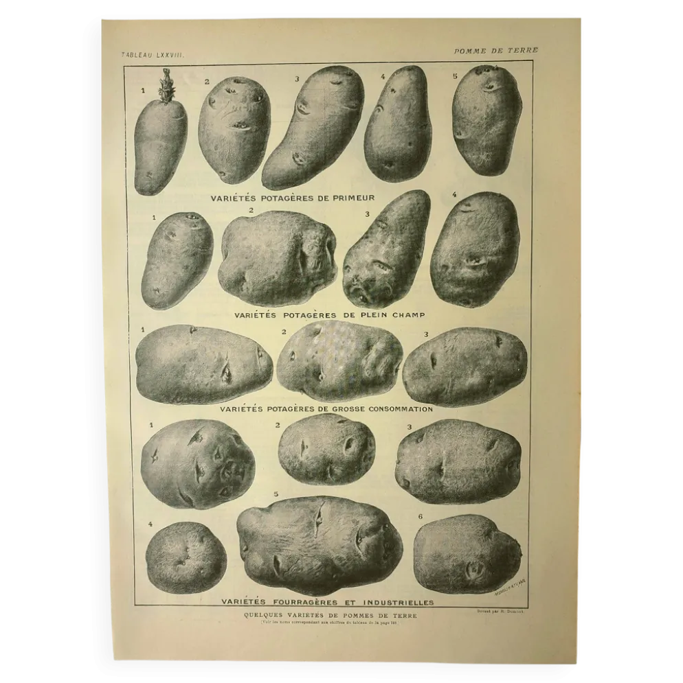 Gravure ancienne 1921 - Pomme de terre 1 par Dessertenne.- planche légumes