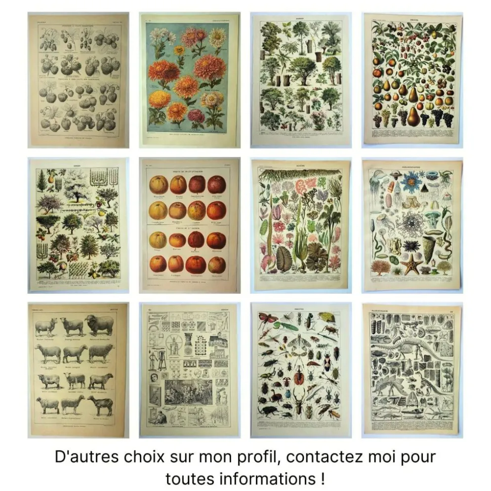 Gravure ancienne 1921 - Pomme de terre 1 par Dessertenne.- planche légumes