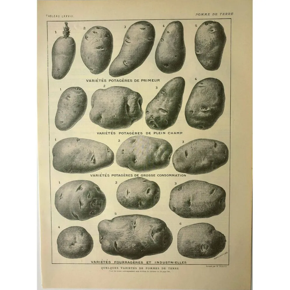 Gravure ancienne 1921 - Pomme de terre 1 par Dessertenne.- planche légumes