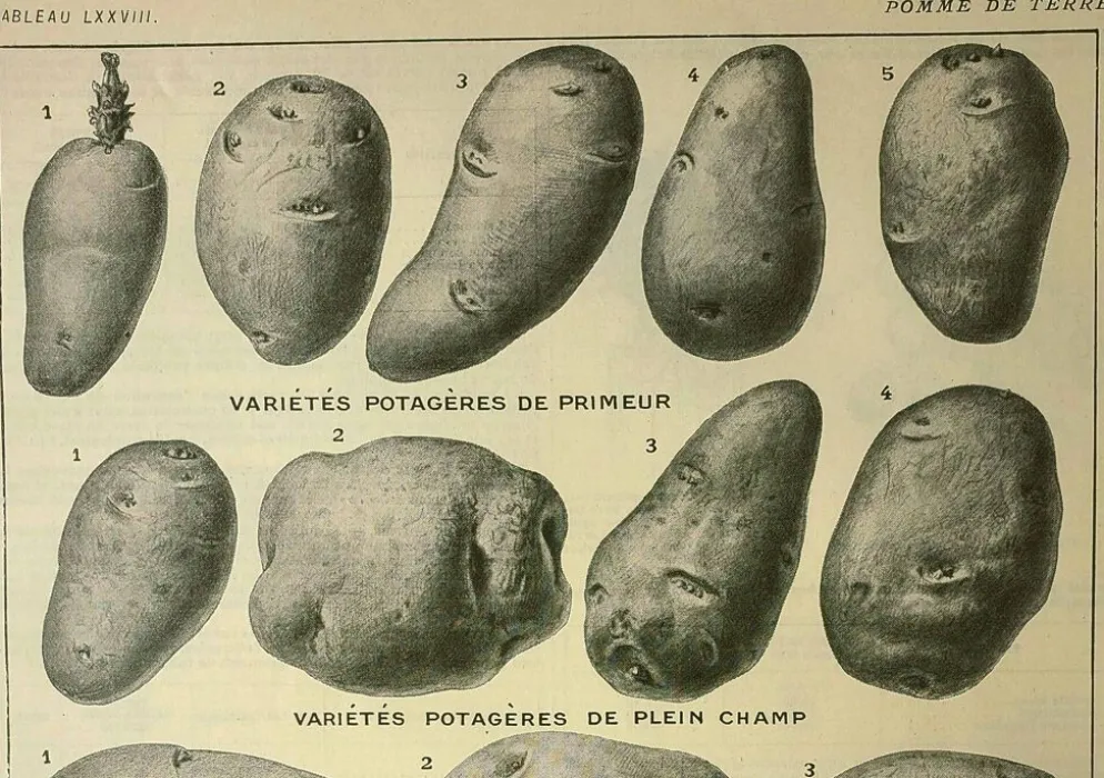 Gravure ancienne 1921 - Pomme de terre 1 par Dessertenne.- planche légumes