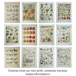 Gravure ancienne 1922, Vigne, ennemis, insectes, raisin, vendange • Lithographie, illustration origi