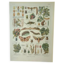 Gravure ancienne 1922, Vigne, ennemis, insectes, raisin, vendange • Lithographie, illustration origi