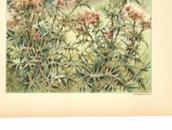 Gravure Art nouveau 1896 - Chardons sauvages - par G. Fraipont - Botanique