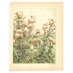 Gravure Art nouveau 1896 - Chardons sauvages - par G. Fraipont - Botanique