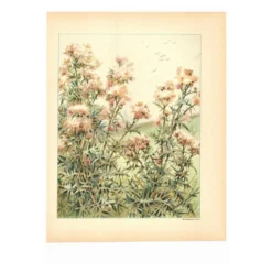 Gravure Art nouveau 1896 - Chardons sauvages - par G. Fraipont - Botanique