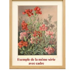 Gravure Art nouveau 1896 - Chardons sauvages - par G. Fraipont - Botanique