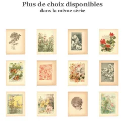 Gravure Art nouveau 1896 - Chardons sauvages - par G. Fraipont - Botanique