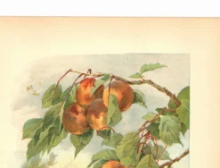 Gravure Art nouveau 1896 - Pêches et guêpes par Fraipont. planche botanique