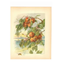 Gravure Art nouveau 1896 - Pêches et guêpes par Fraipont. planche botanique