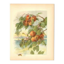 Gravure Art nouveau 1896 - Pêches et guêpes par Fraipont. planche botanique