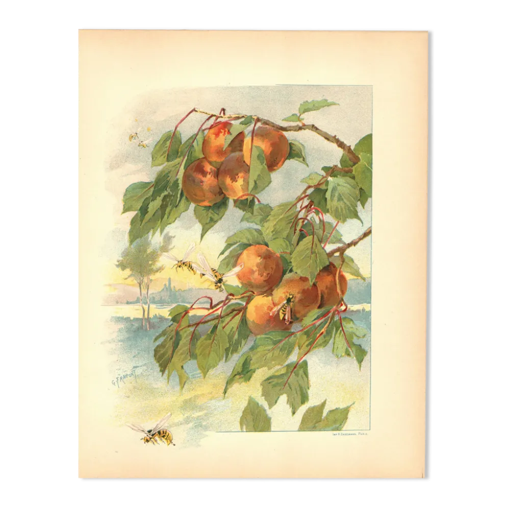 Gravure Art nouveau 1896 - Pêches et guêpes par Fraipont. planche botanique