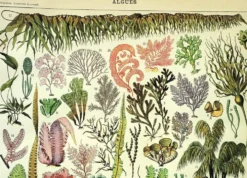 Gravure botanique 1907 A. Millot - Algues, plante marine, flore