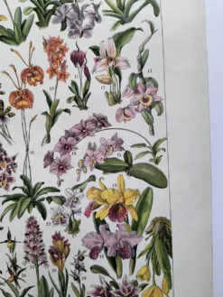 Gravure botanique ancienne 1922 - Orchidées par A.Millot - planche flore