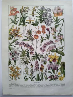 Gravure botanique ancienne 1922 - Orchidées par A.Millot - planche flore