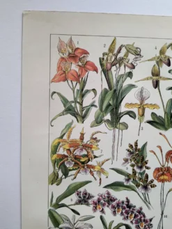 Gravure botanique ancienne 1922 - Orchidées par A.Millot - planche flore