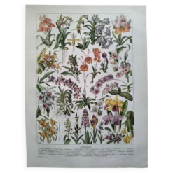 Gravure botanique ancienne 1922 - Orchidées par A.Millot - planche flore