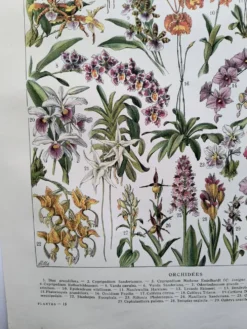 Gravure botanique ancienne 1922 - Orchidées par A.Millot - planche flore