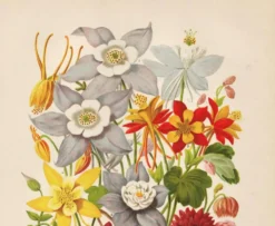 Gravure Botanique 1898 - Aquilegia - Fleur en Chromo-lithographie vintage