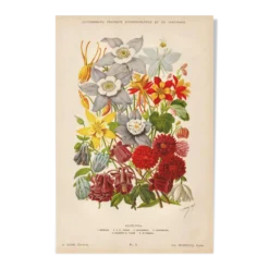 Gravure Botanique 1898 - Aquilegia - Fleur en Chromo-lithographie vintage