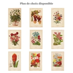 Gravure Botanique 1898 - Aquilegia - Fleur en Chromo-lithographie vintage