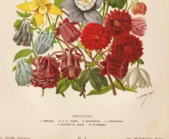 Gravure Botanique 1898 - Aquilegia - Fleur en Chromo-lithographie vintage