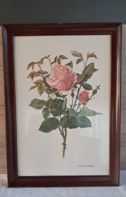 Gravure botanique cadre vintage « Rose Queen Elizabeth » par Lotte Gün