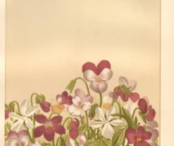 Gravure botanique de 1889 - Violette - Planche ancienne florale naturelle