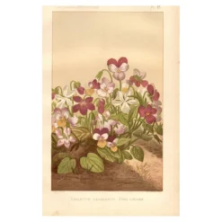Gravure botanique de 1889 - Violette - Planche ancienne florale naturelle