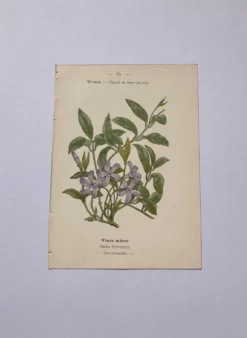 Gravure botanique 19eme siècle affiche naturaliste fleur Française vin