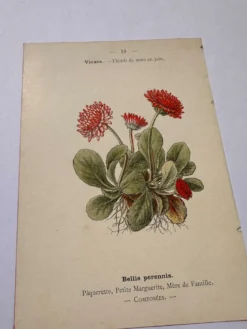 Gravure botanique 19eme siècle affiche naturaliste fleur Française vin