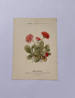 Gravure botanique 19eme siècle affiche naturaliste fleur Française vin
