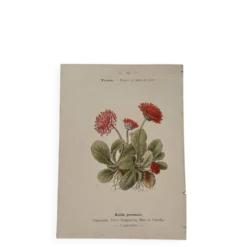 Gravure botanique 19eme siècle affiche naturaliste fleur Française vin