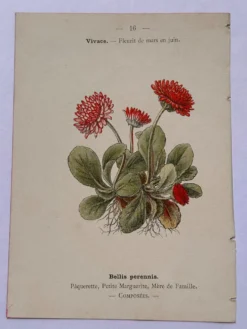 Gravure botanique 19eme siècle affiche naturaliste fleur Française vin