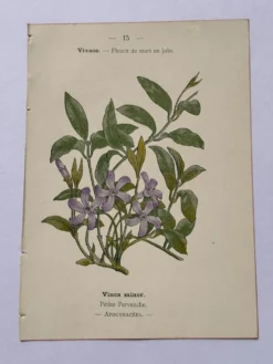 Gravure botanique 19eme siècle affiche naturaliste fleur Française vin
