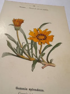 Gravure botanique 19eme siècle affiche naturaliste fleur Française vin
