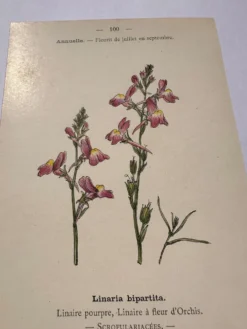 Gravure botanique 19eme siècle affiche naturaliste fleur Française vin