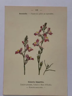 Gravure botanique 19eme siècle affiche naturaliste fleur Française vin