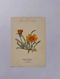 Gravure botanique 19eme siècle affiche naturaliste fleur Française vin