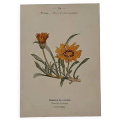 Gravure botanique 19eme siècle affiche naturaliste fleur Française vin