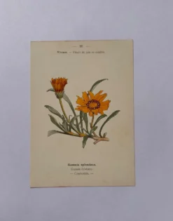 Gravure botanique 19eme siècle affiche naturaliste fleur Française vin