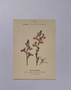 Gravure botanique 19eme siècle affiche naturaliste fleur Française vin