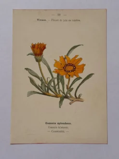 Gravure botanique 19eme siècle affiche naturaliste fleur Française vin