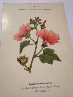 Gravure botanique 19eme siècle affiche naturaliste fleur Française vin