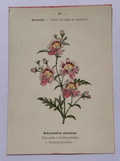 Gravure botanique 19eme siècle affiche naturaliste fleur Française vin