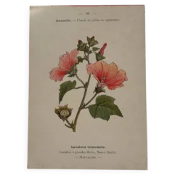 Gravure botanique 19eme siècle affiche naturaliste fleur Française vin