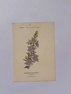 Gravure botanique 19eme siècle affiche naturaliste fleur Française vin